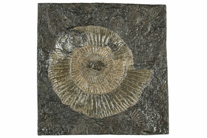 Dactylioceras Ammonite Fossil - Posidonia Shale, Germany #304956